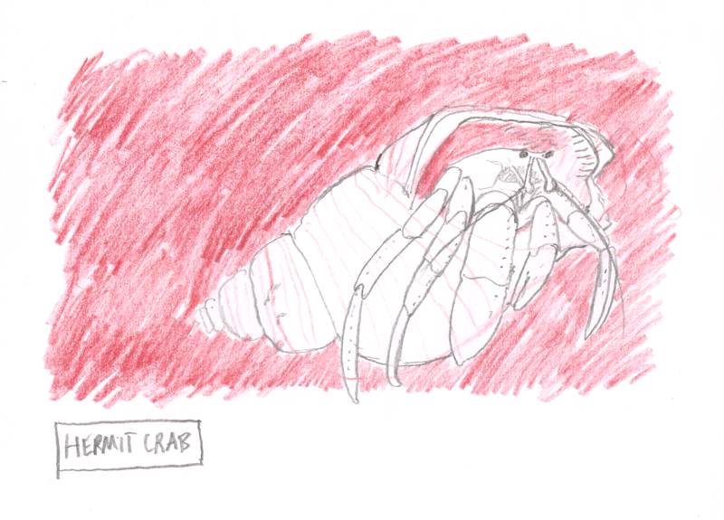 Hermit Crab