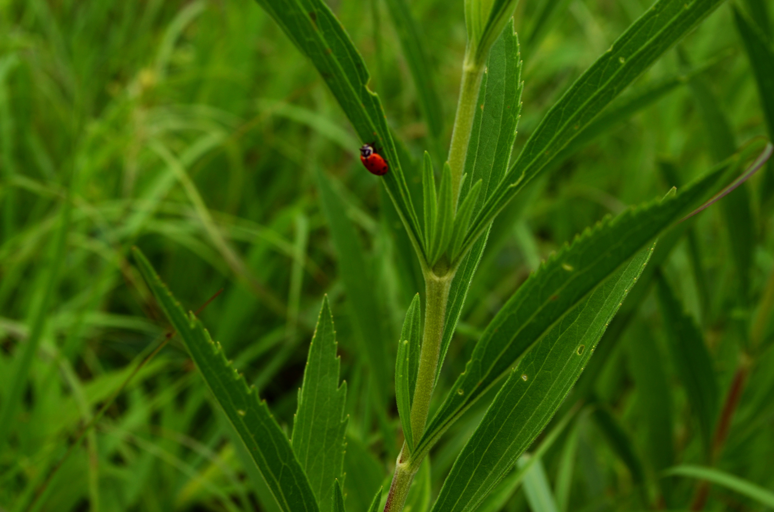 the ladybug.jpg