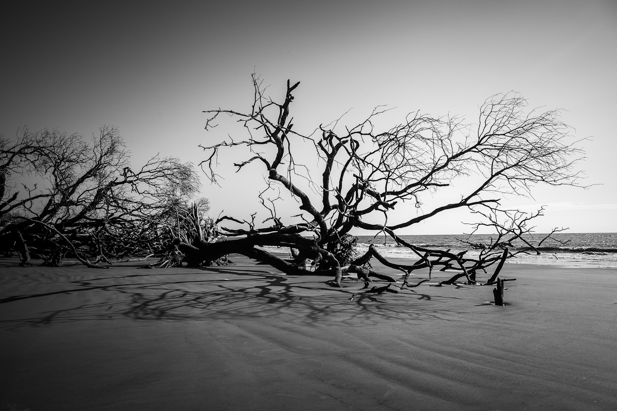 A tree graveyard: Half-buried in the sand all along this stretch of beach lies dead, fallen trees. Like organic versions of the Statue of Liberty from Planet of the Apes, long branches of trees seem stick out of the sand and all angles. Even the full root systems are exposed as trees like this one have their ground washed away from under them by the forces of erosion.