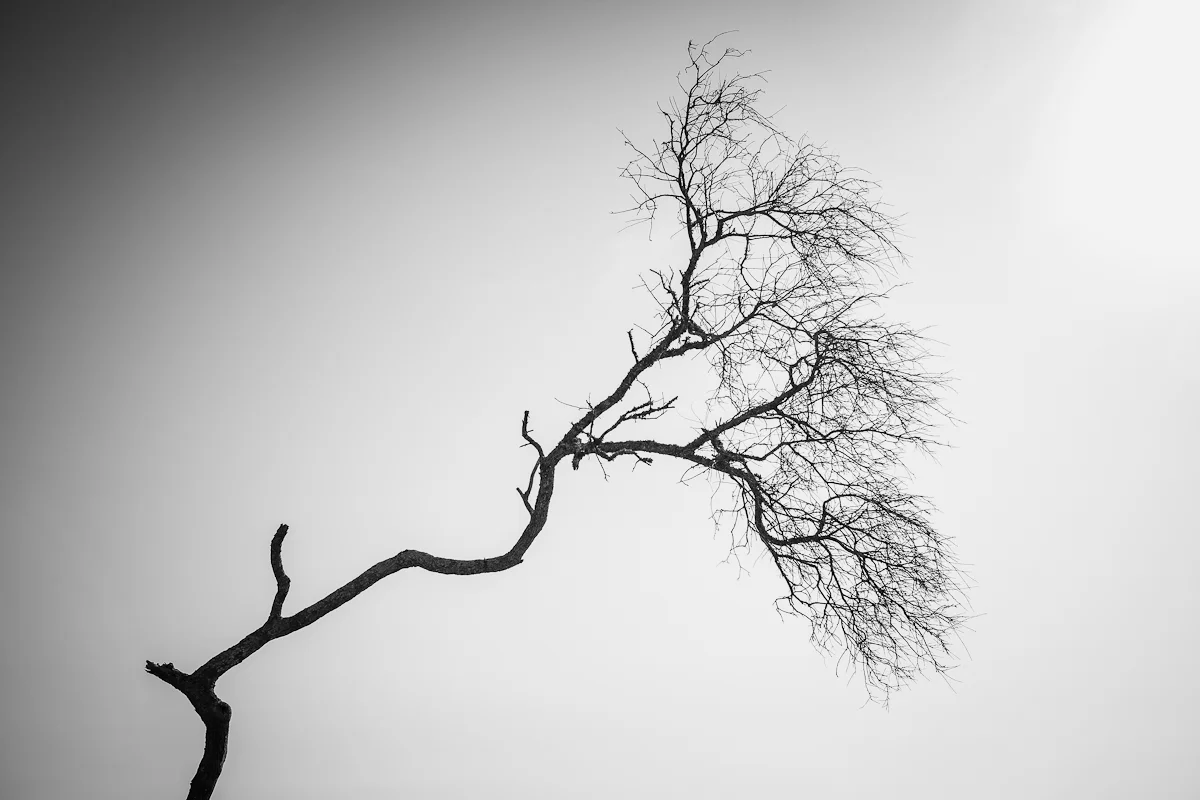 Transient