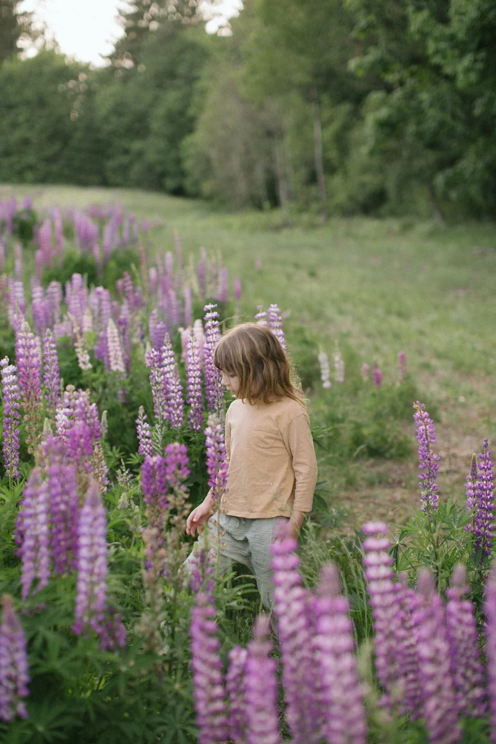 08_spring mini session in lupines.jpg