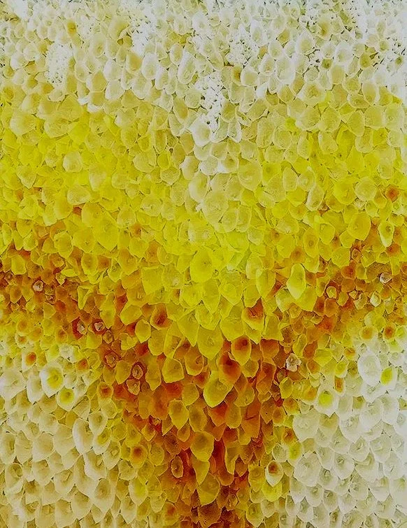 Saffron Heart