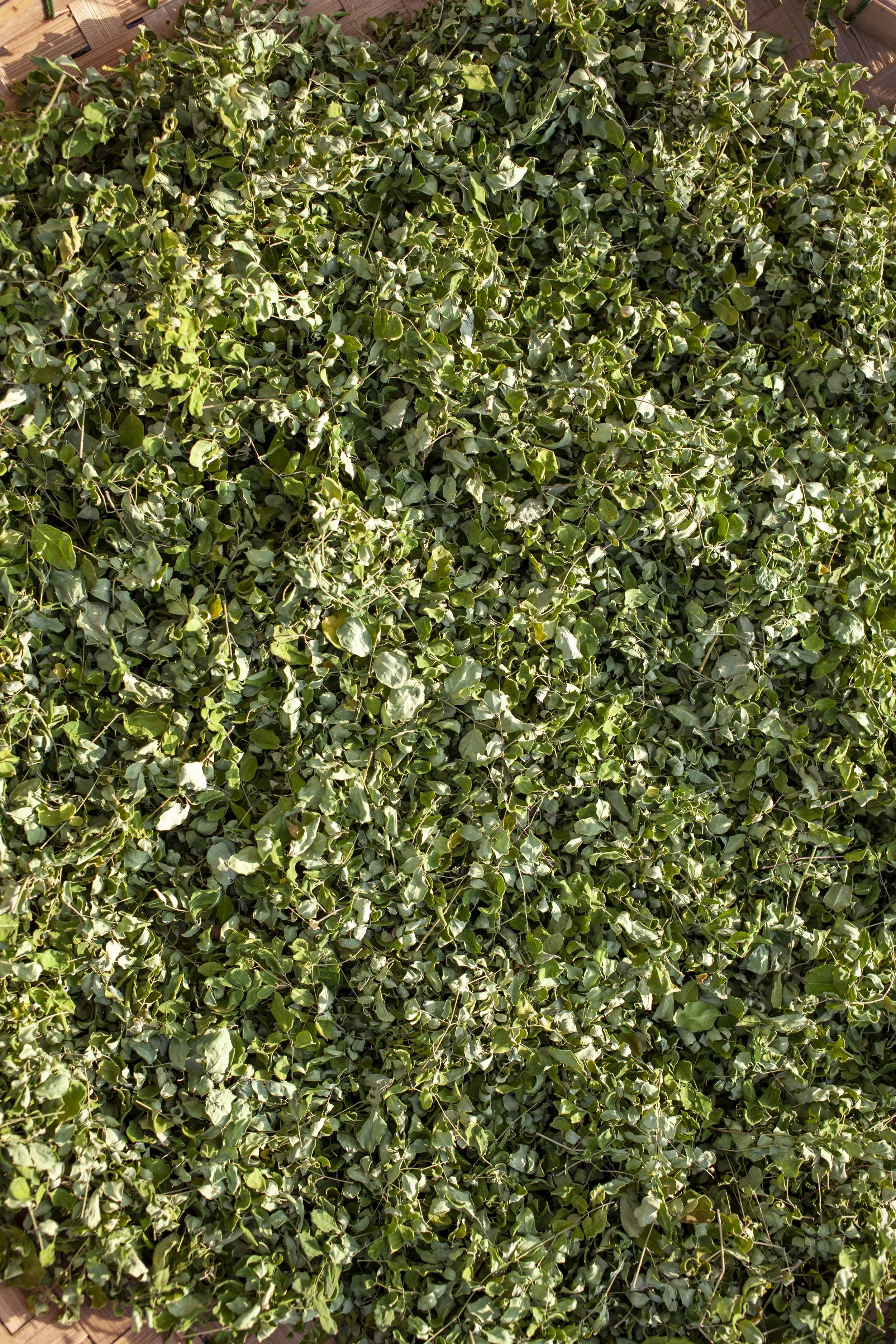 Moringa (มะรุม)