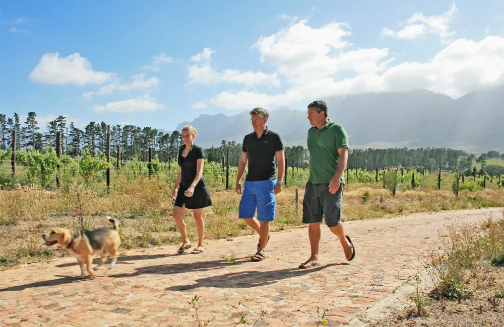 From left: Charlie, Marie-helene and Thierry Schaap with winemaker Riaan Oosthuizen, walking through the Sauvignon Blanc block.