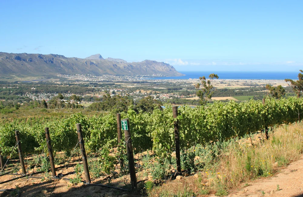 Lower block - Shiraz. Facing False Bay