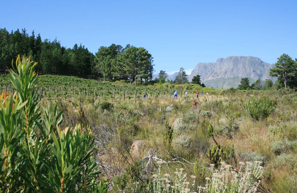 Lower block – Shiraz. Shot from our fynbos conservation area.