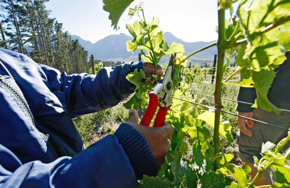 Pruning the Sauvignon Blanc vines