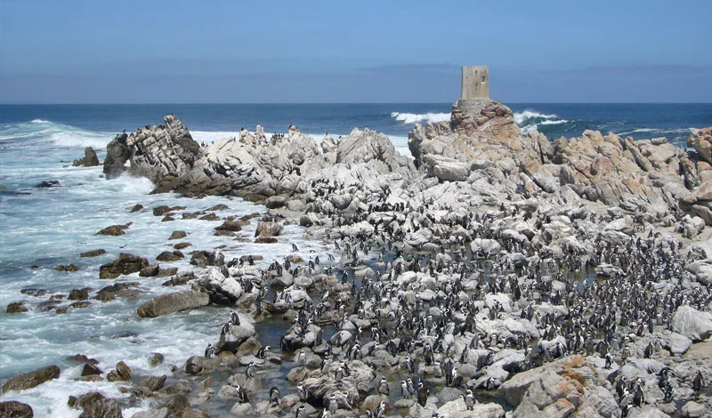 Lalapanzi-Lodge-Penguins.jpg