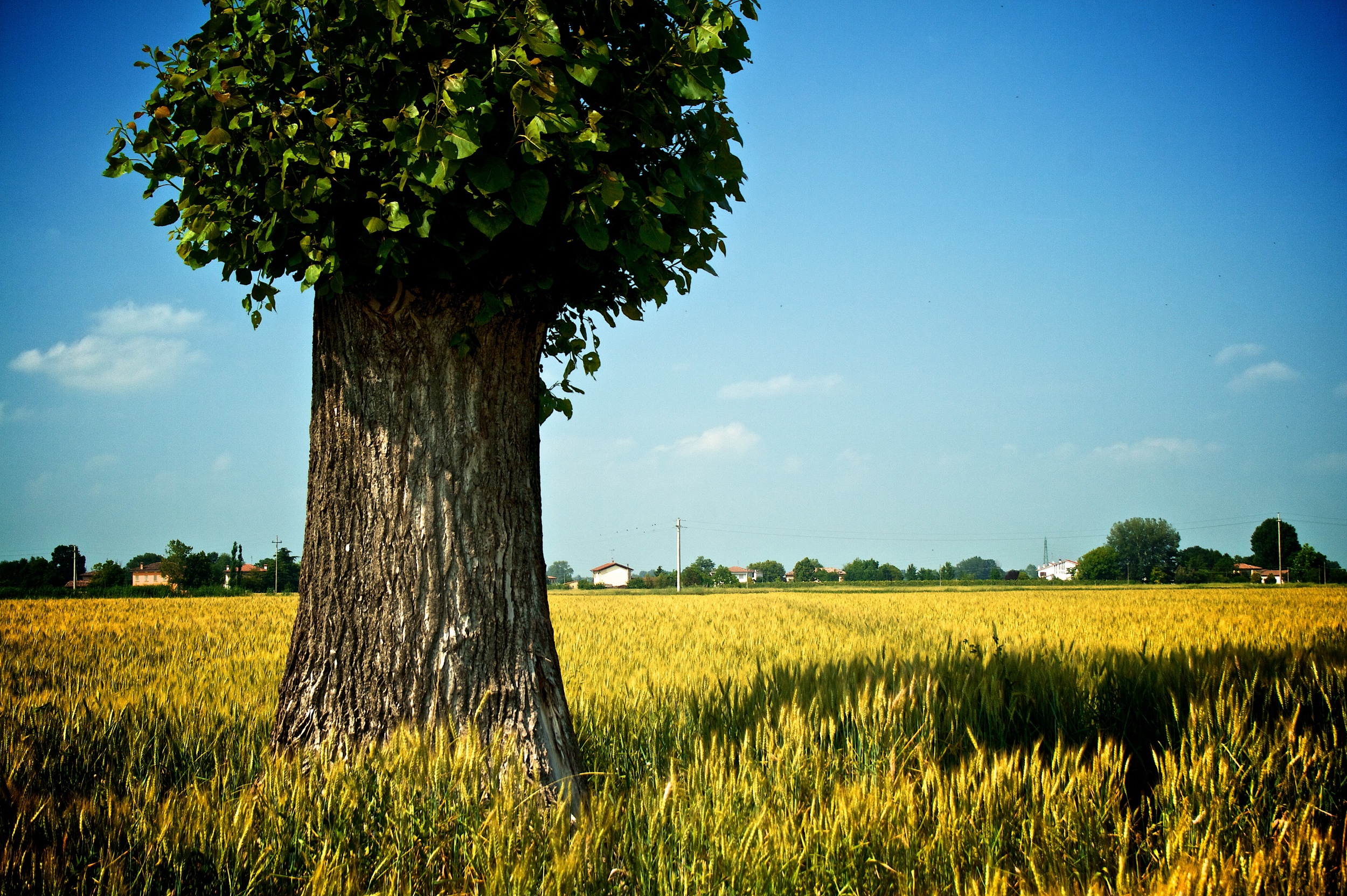 Lonely tree.jpg