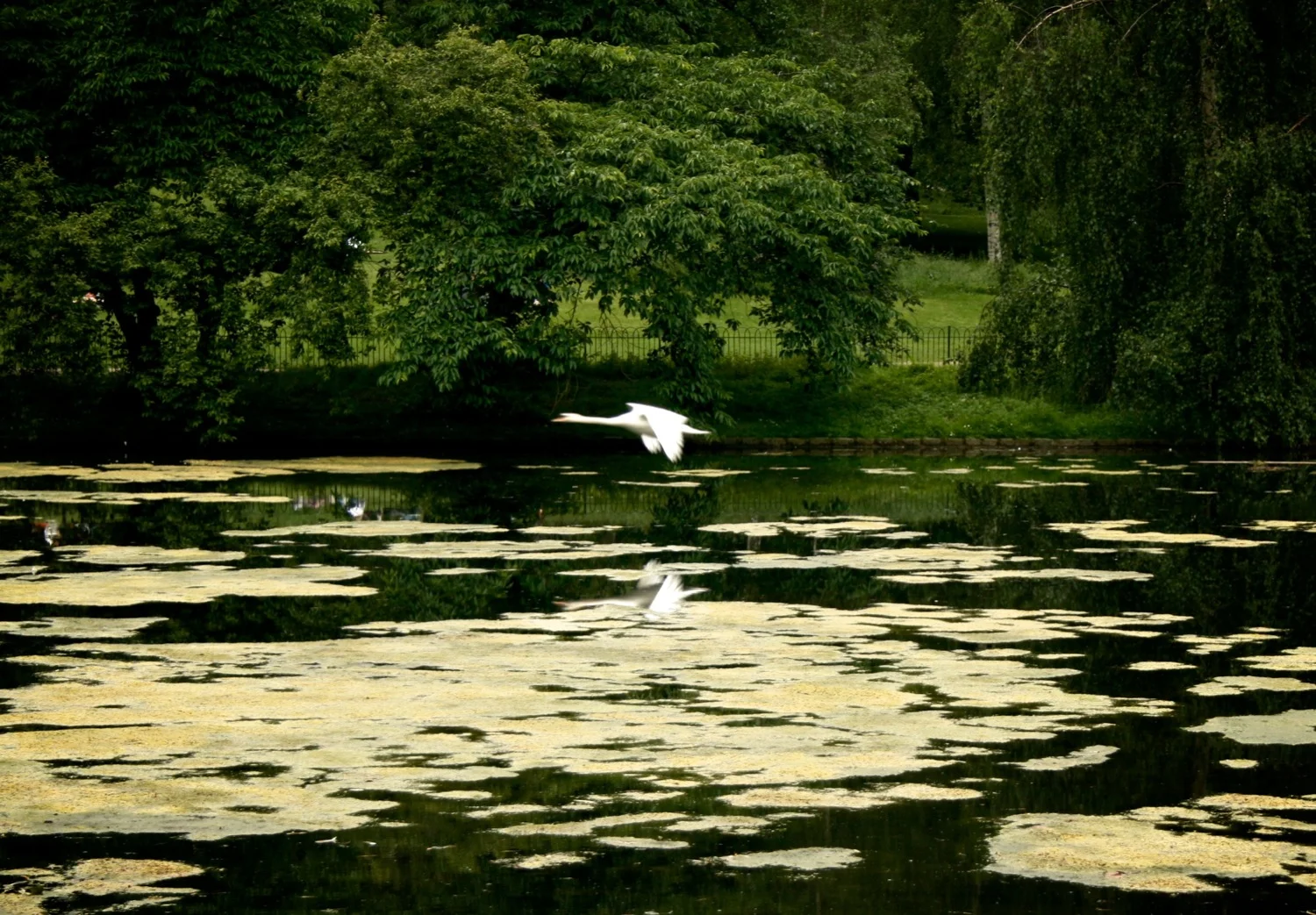 Flying white swan.jpg