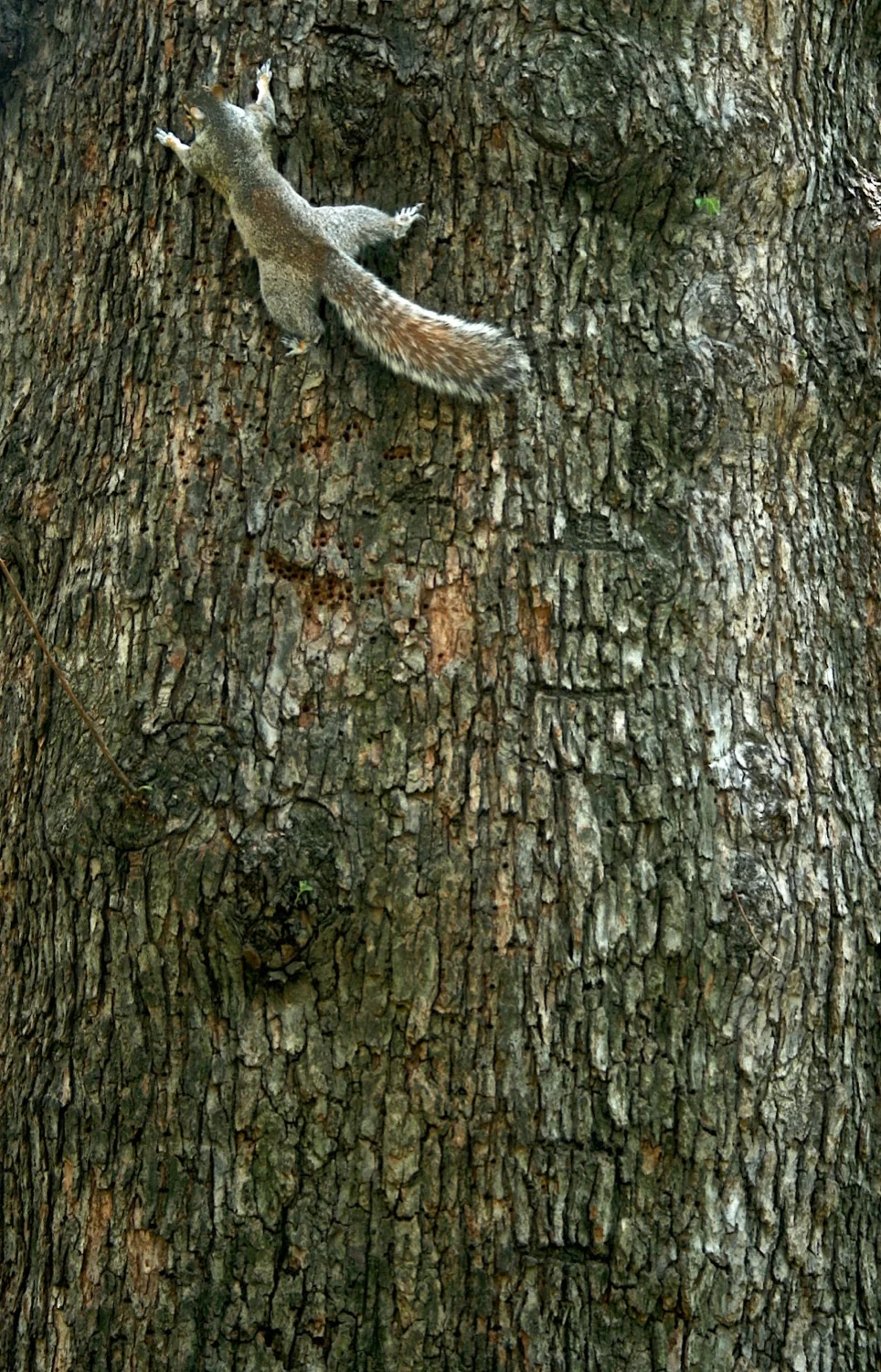 New Yorker squiirrel.jpg