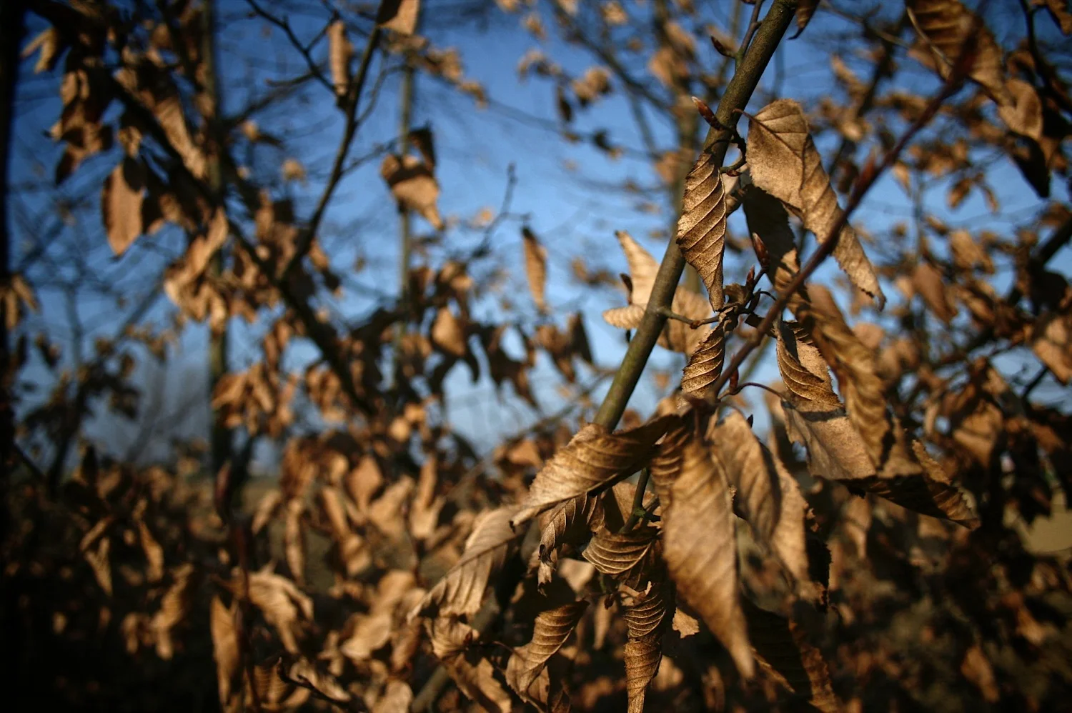 Brown leafs.jpg