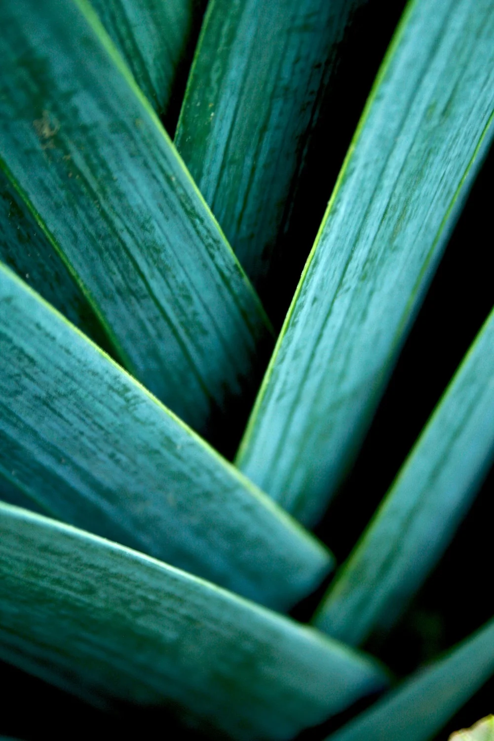 Diagonal macro.jpg
