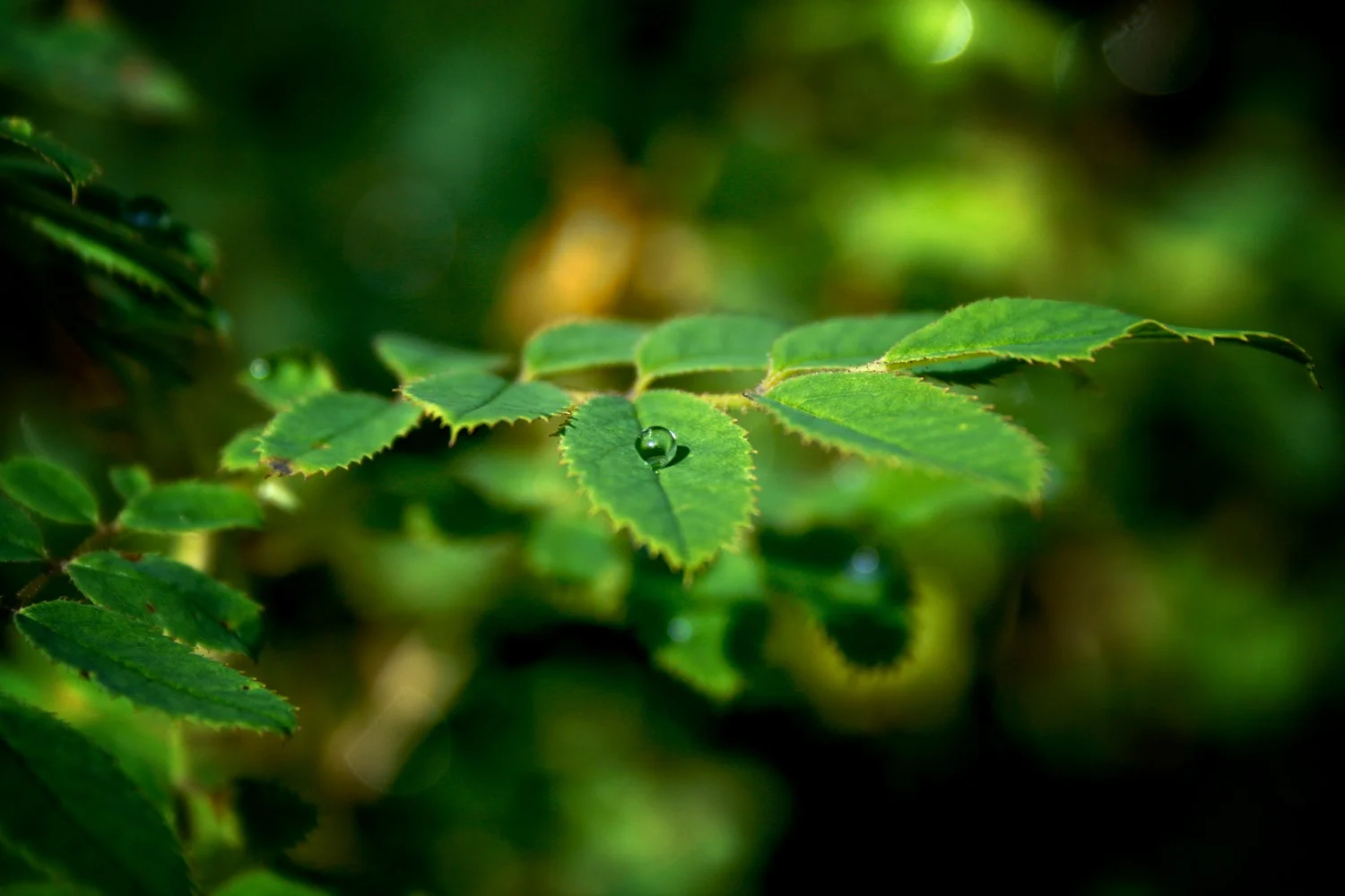 Drop of green 5.jpg