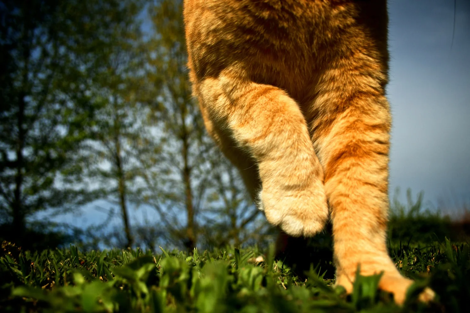 Feline walk.jpg
