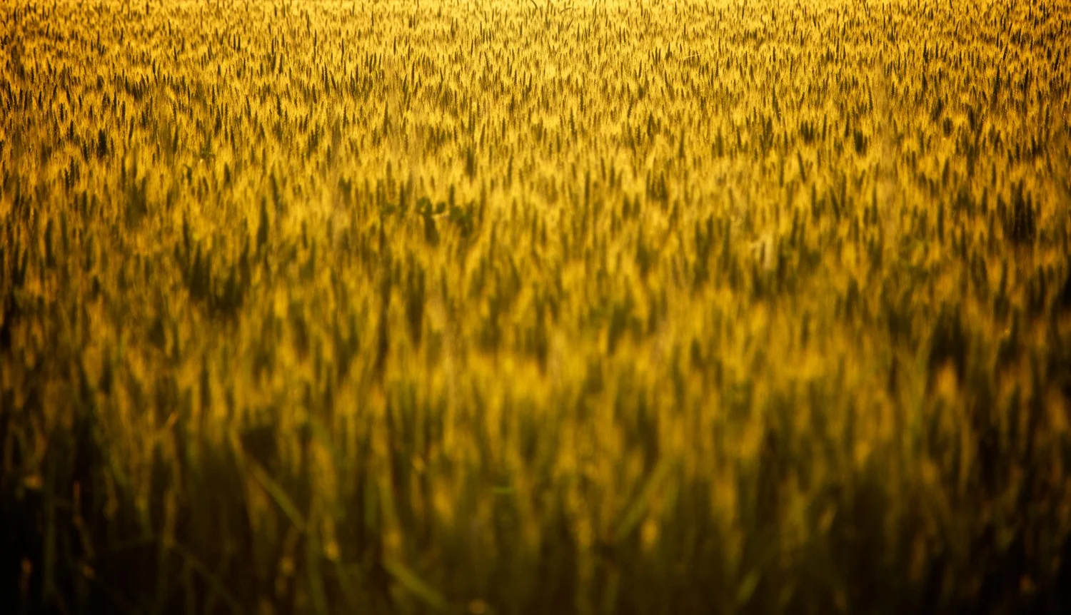 Golden wheat.jpg