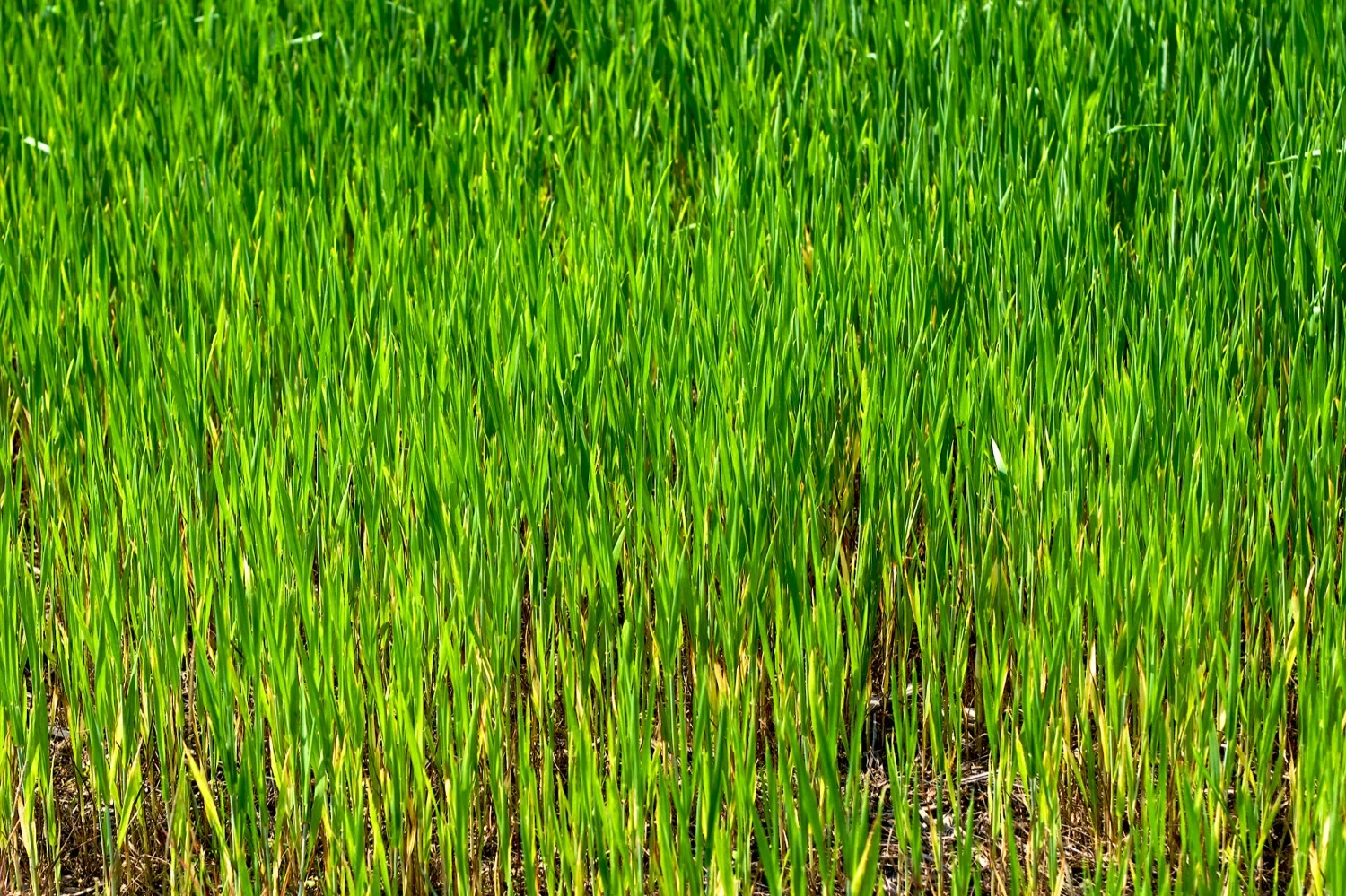 Grass texture.jpg