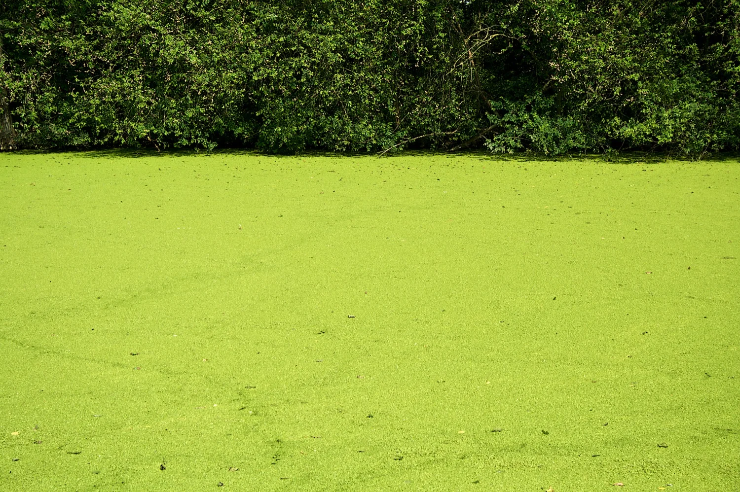 Horizontal green.jpg