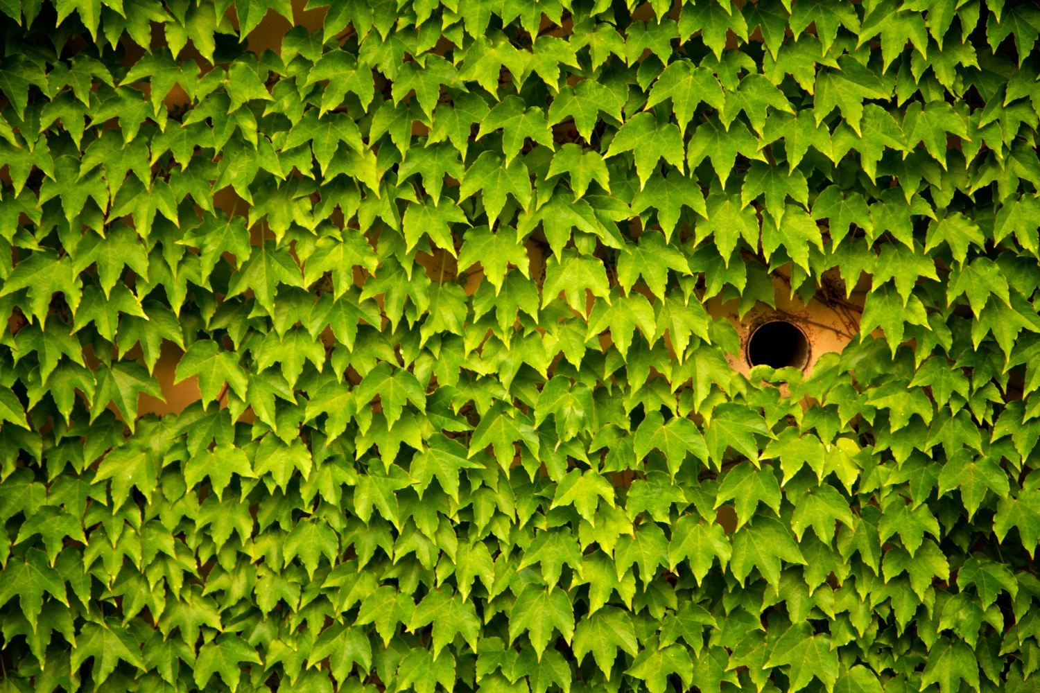 Green wall.jpg