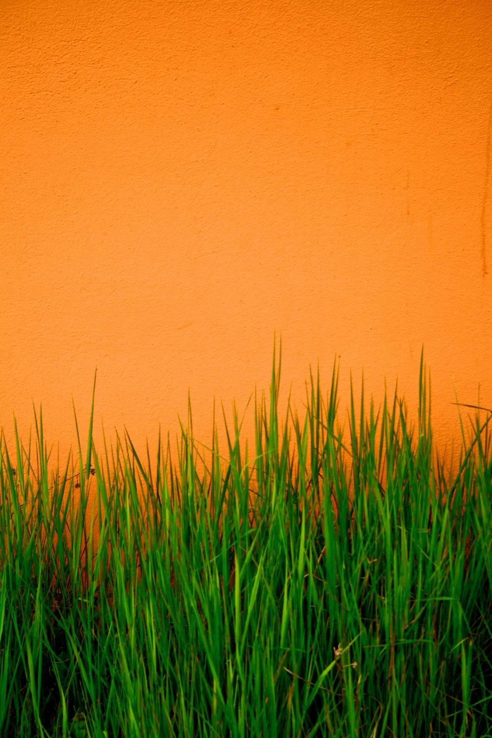 Sharp green.jpg