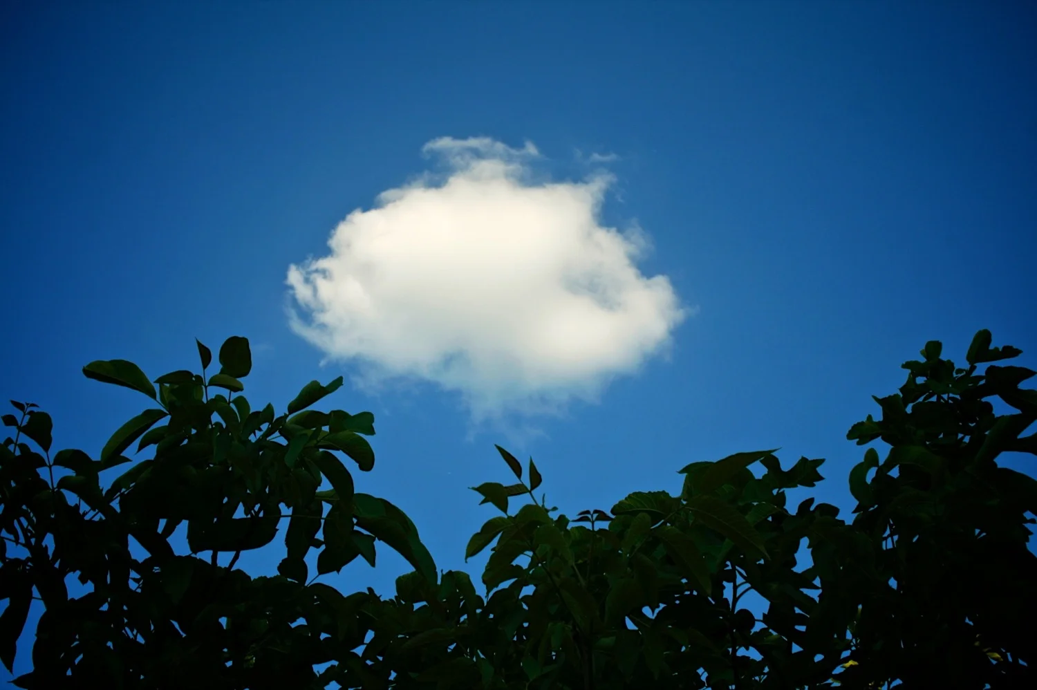 Solo cloud.jpg