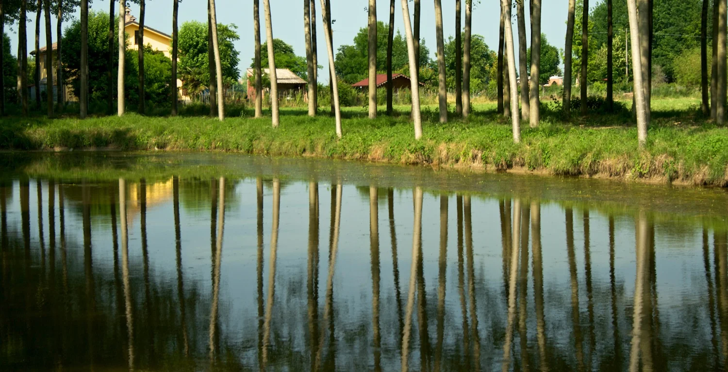 Tree reflection.jpg
