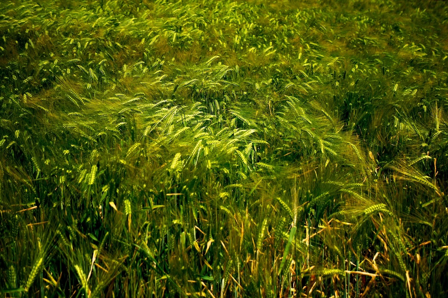 Verde grano.jpg