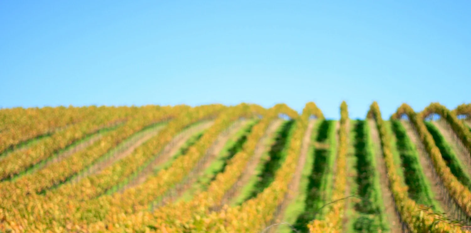 Wine field.jpg