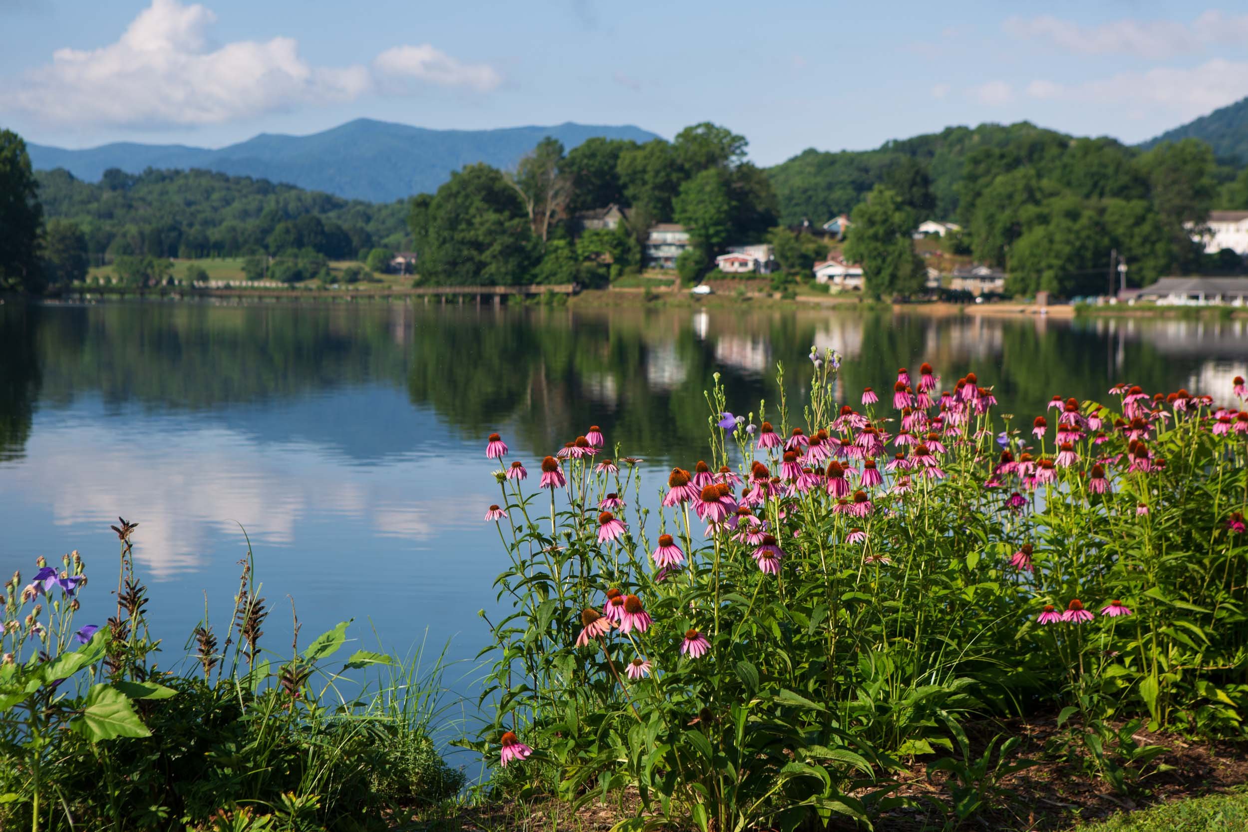 Scenic-Summer-Flowers-1-2.jpg