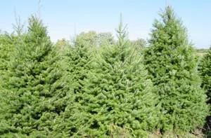 ChristmasTrees.jpg