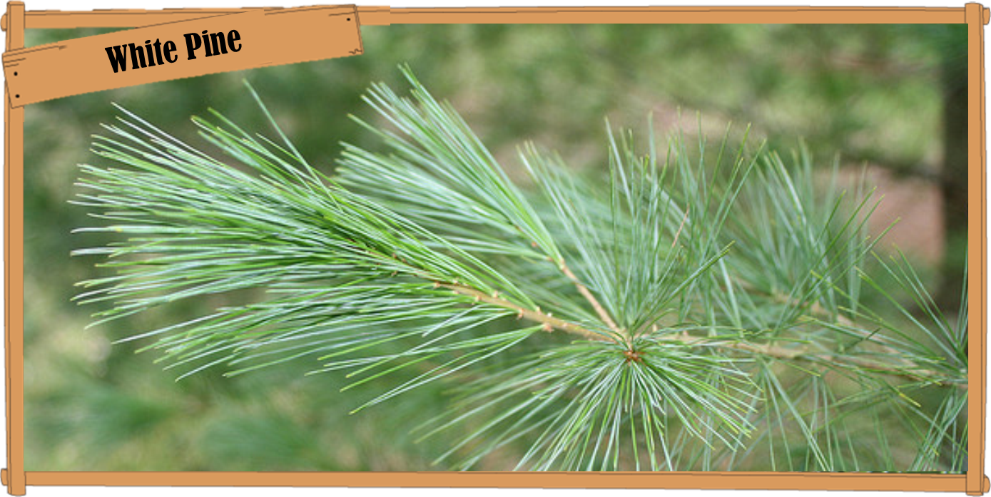 white pine.png