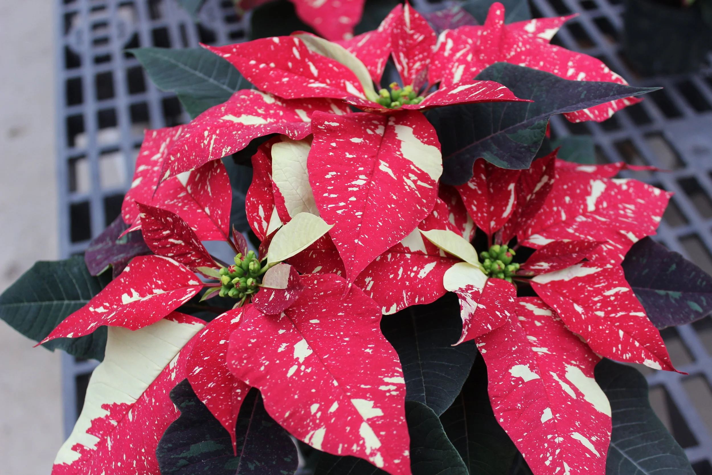 Christmas Trees — Country Barn