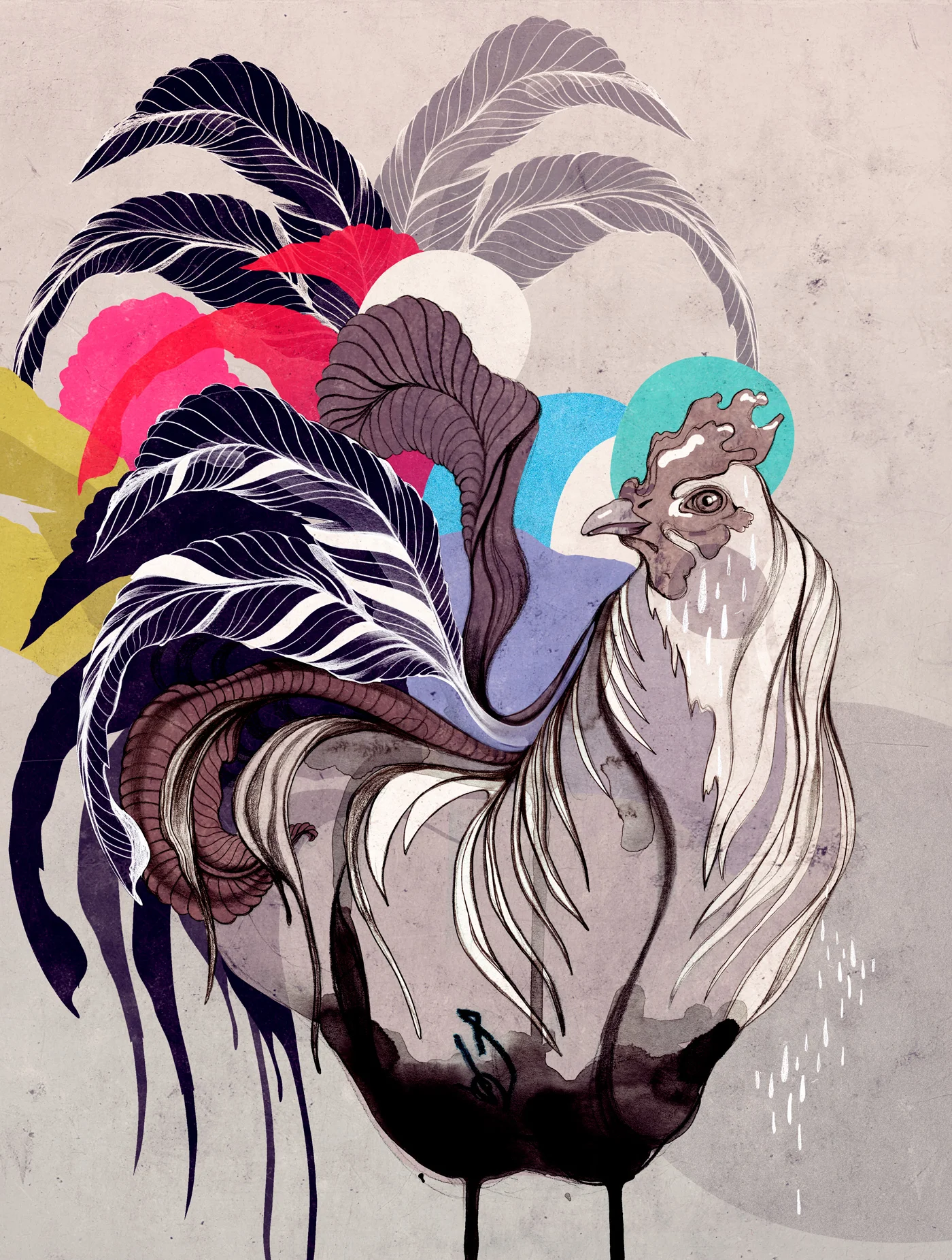 cocky03_b_web.jpg