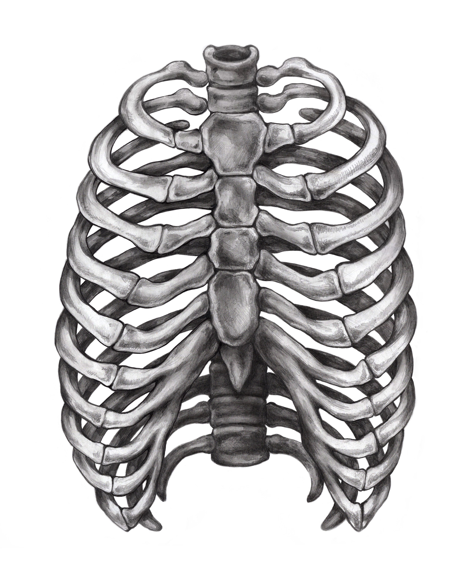 Ribcage_pencil-web.jpg