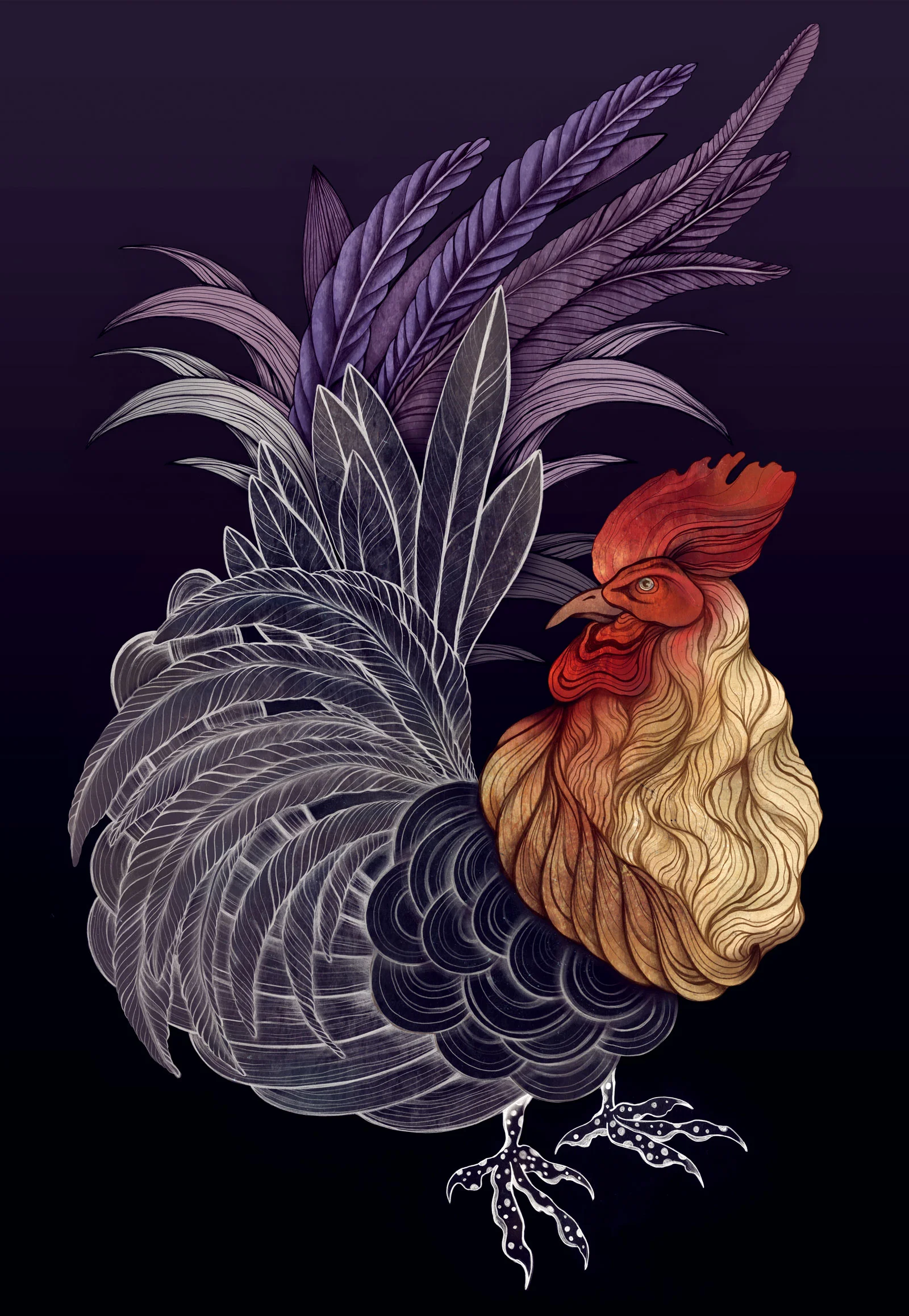 ZSO_Rooster_01-v2-web.jpg