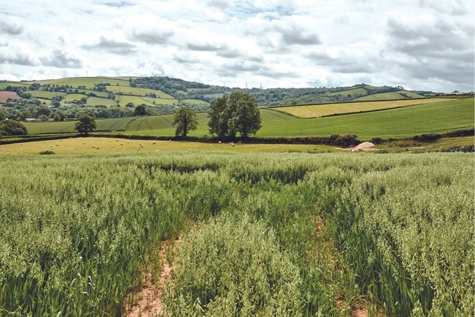 Green farm fields in Devon