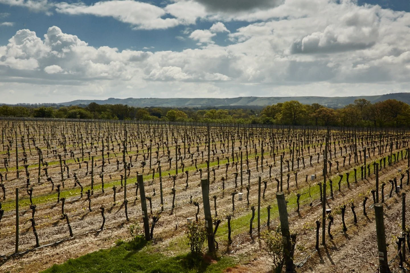 A field of grapevines at a UK vineyard