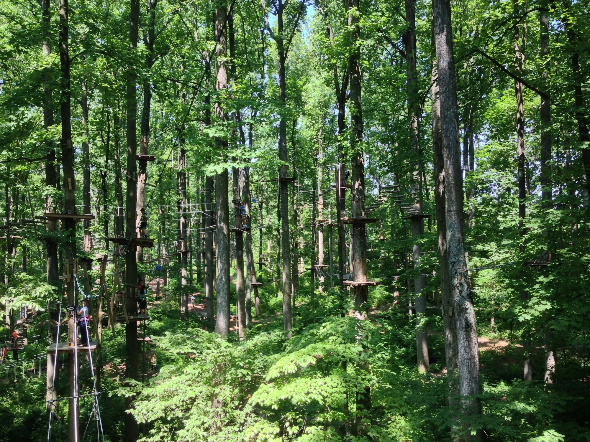 In the trees