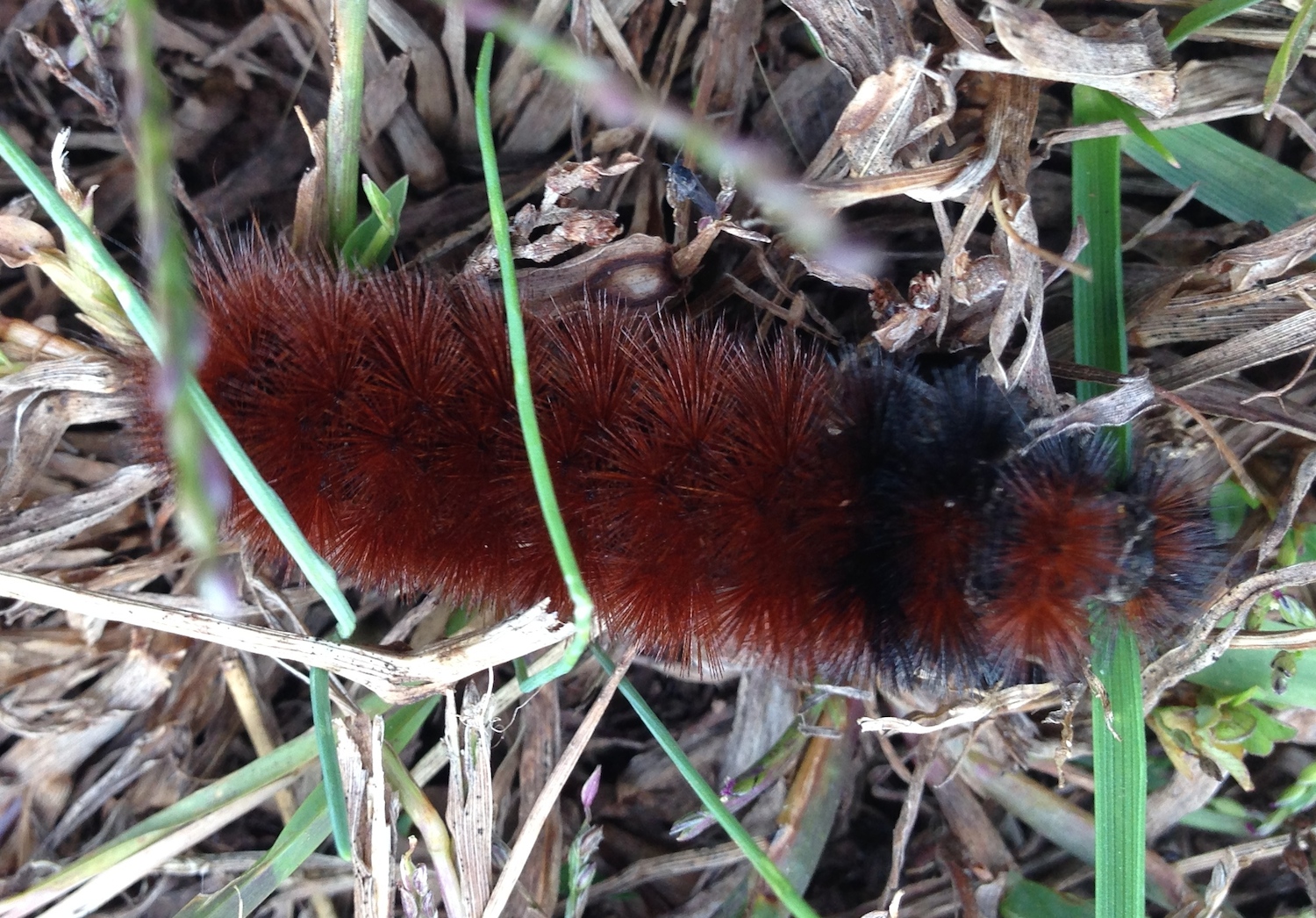 Caterpillar