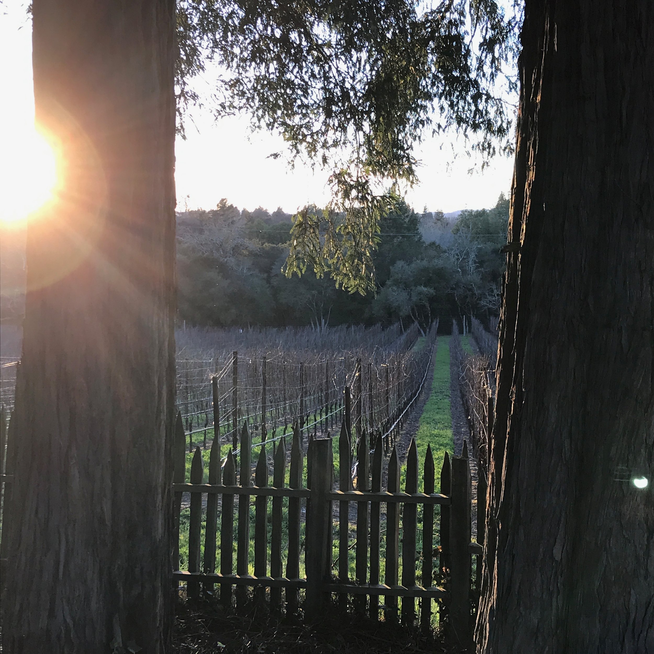 We grow 4.5 acres of Pinot Noir