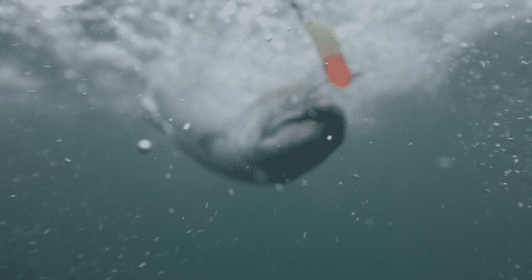 HONEYWILYA FISH-high-3.gif