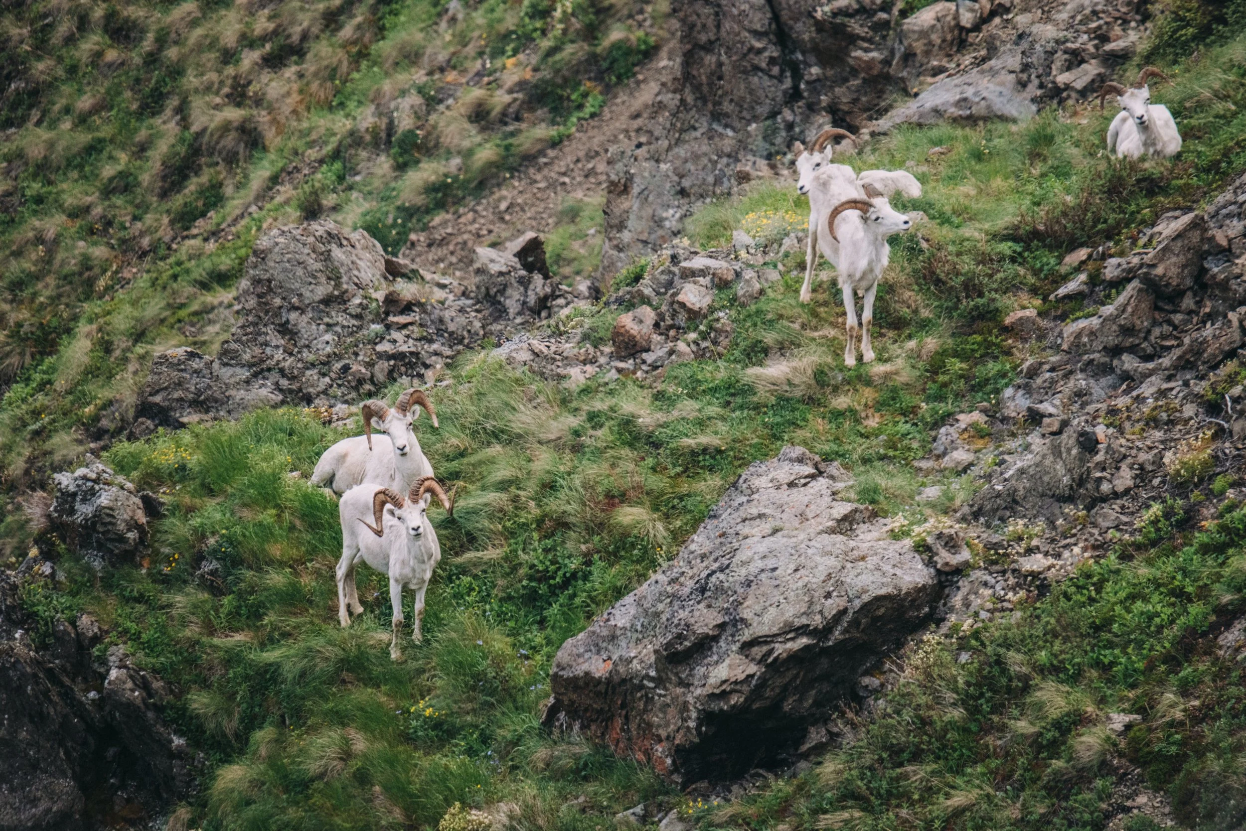 CHUGACH RAMS