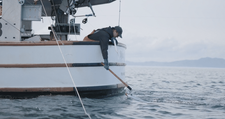 HONEYWILYA FISH-high.gif