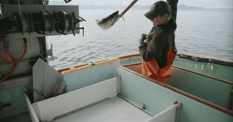 HONEYWILYA FISH-high9.gif