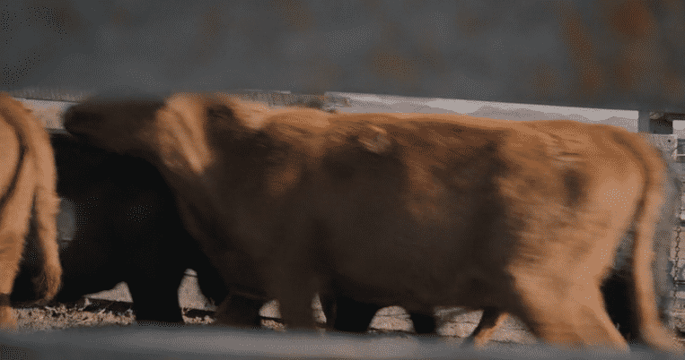 Range Rider-high-5.gif