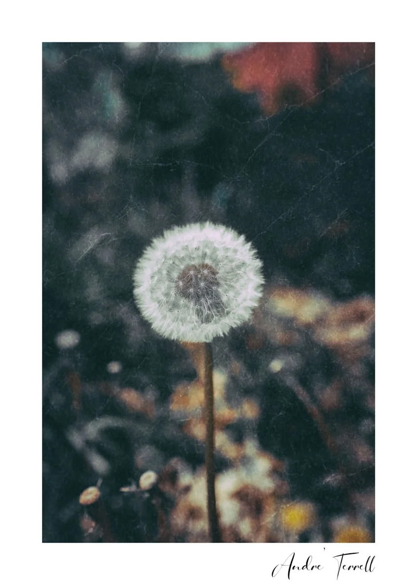 Standing Strong: Lessons in Perseverance from a Dandelion at the University of Oregon