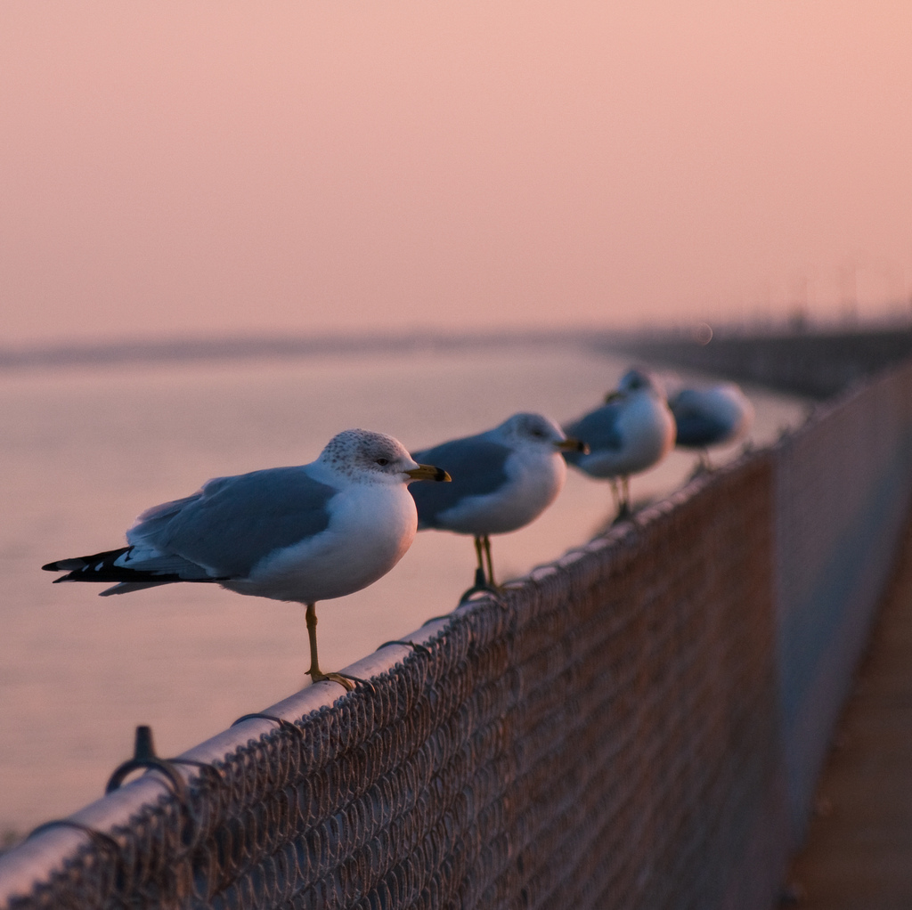 Sea Gulls.jpg