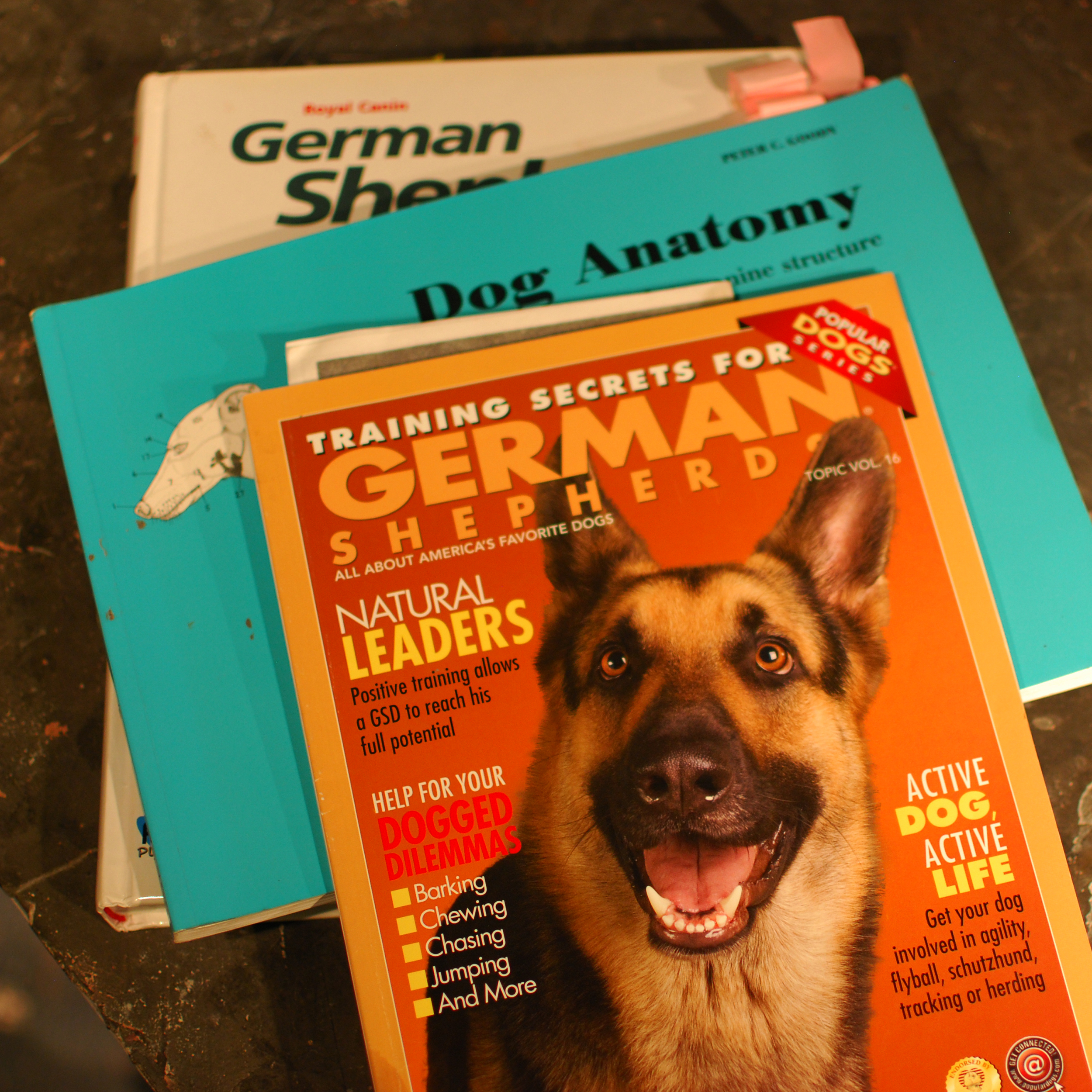 German Shepherds