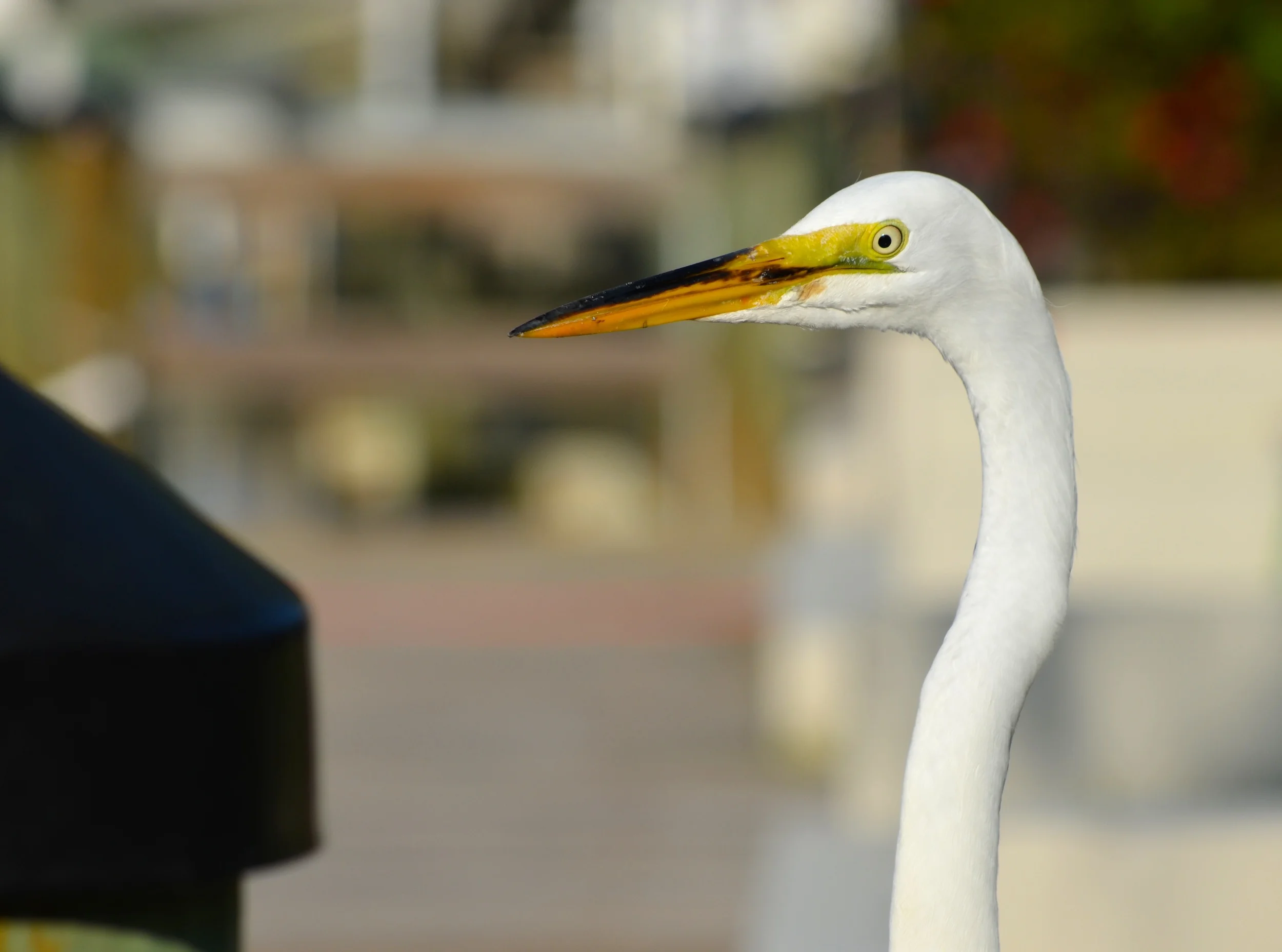 Great White Egret