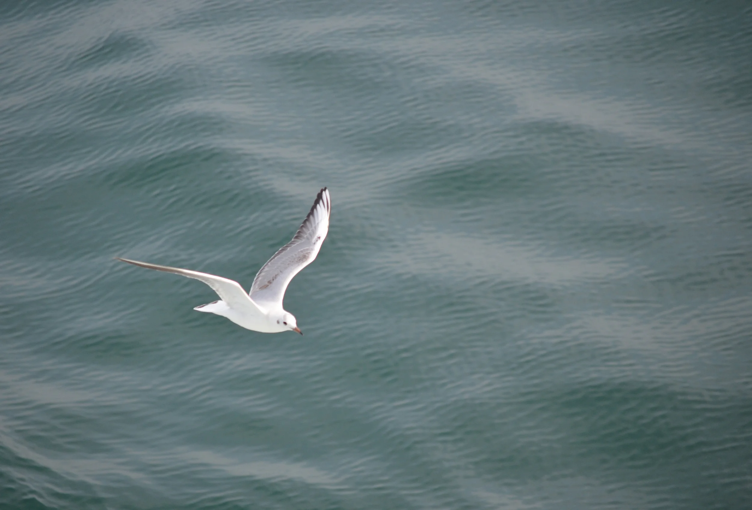 Gull in Shimabara, Japan